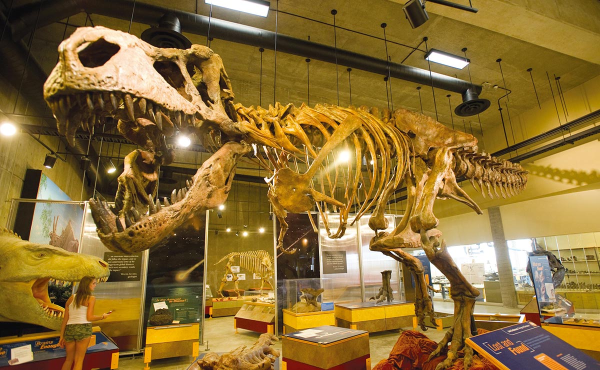 il più grande Tyrannosaurus rex